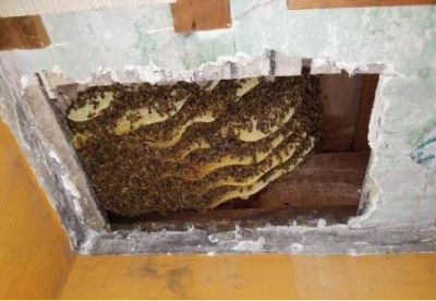 Honey Bee Removal & Relocation