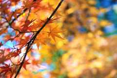 Image of bright orange autumn leaves against a blue sky backdrop.