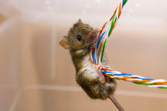 Mouse Chews Electrical Wires