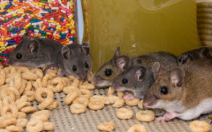 Mice Mother & Pups Eating in a Well-Stocked Kitchen Cabinet