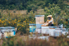 Person in a field of flowers tending to beehives. 