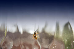 wasp on the inside of a window glass pane