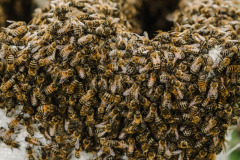 Honey bees swarming on a hive