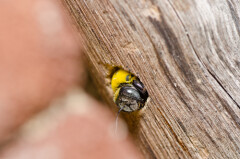 A carpenter bee pokes its head out of hole it has drilled in wood