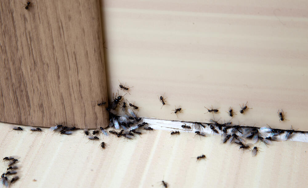 Black ants gather near a baseboard in a home