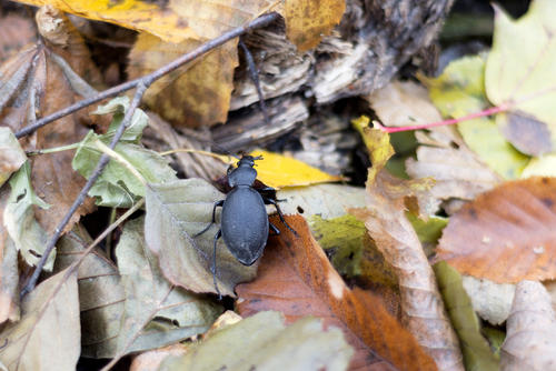 Bug sitting on Fall leaves