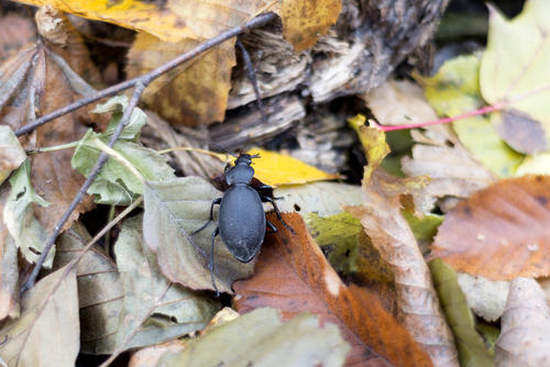 Bug sitting on Fall leaves.