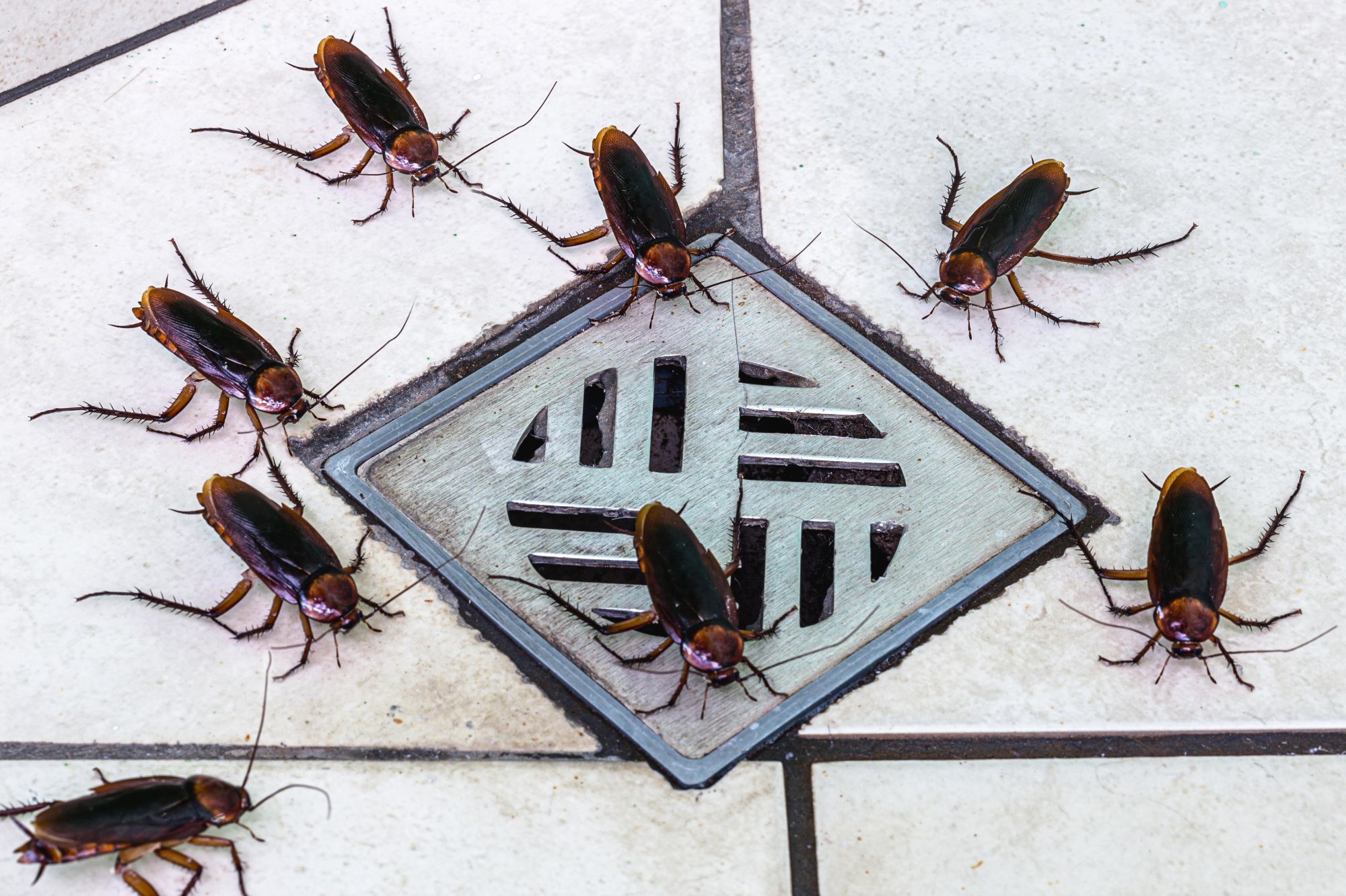 Cockroaches gather near a bathroom drain