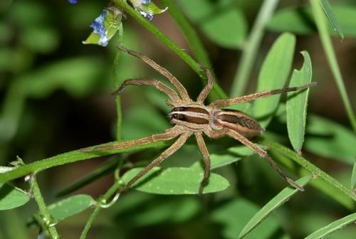 Spider climbing on flowers during the summer.