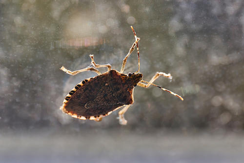 Stinkbug inside a house. 