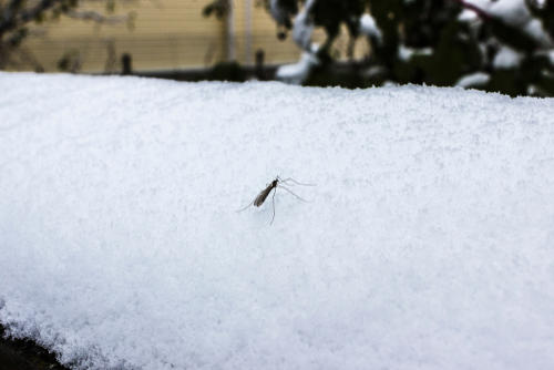 Flying insect sitting on melting snow.