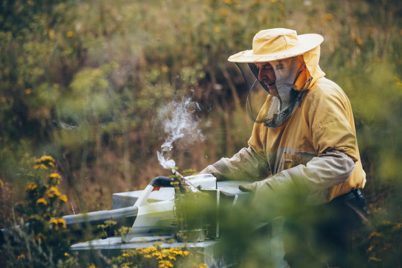 man dressed in yellow protective suit tending to a beehives with a smoking gun to calm the bees.