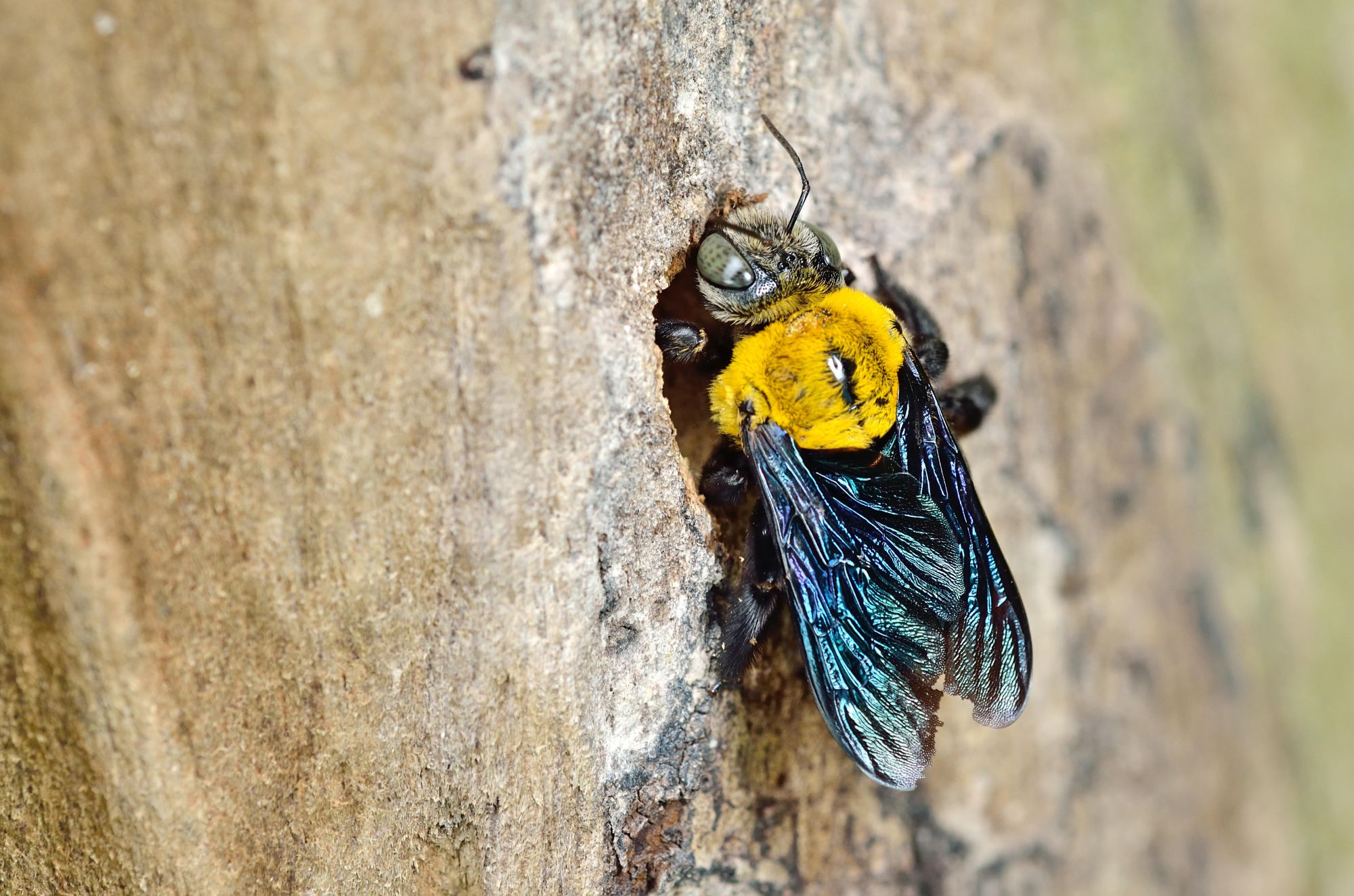 A carpenter bee burrows through wood.
