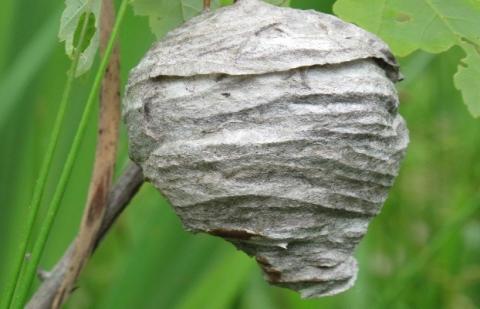 Hornet nest hanging from a branch