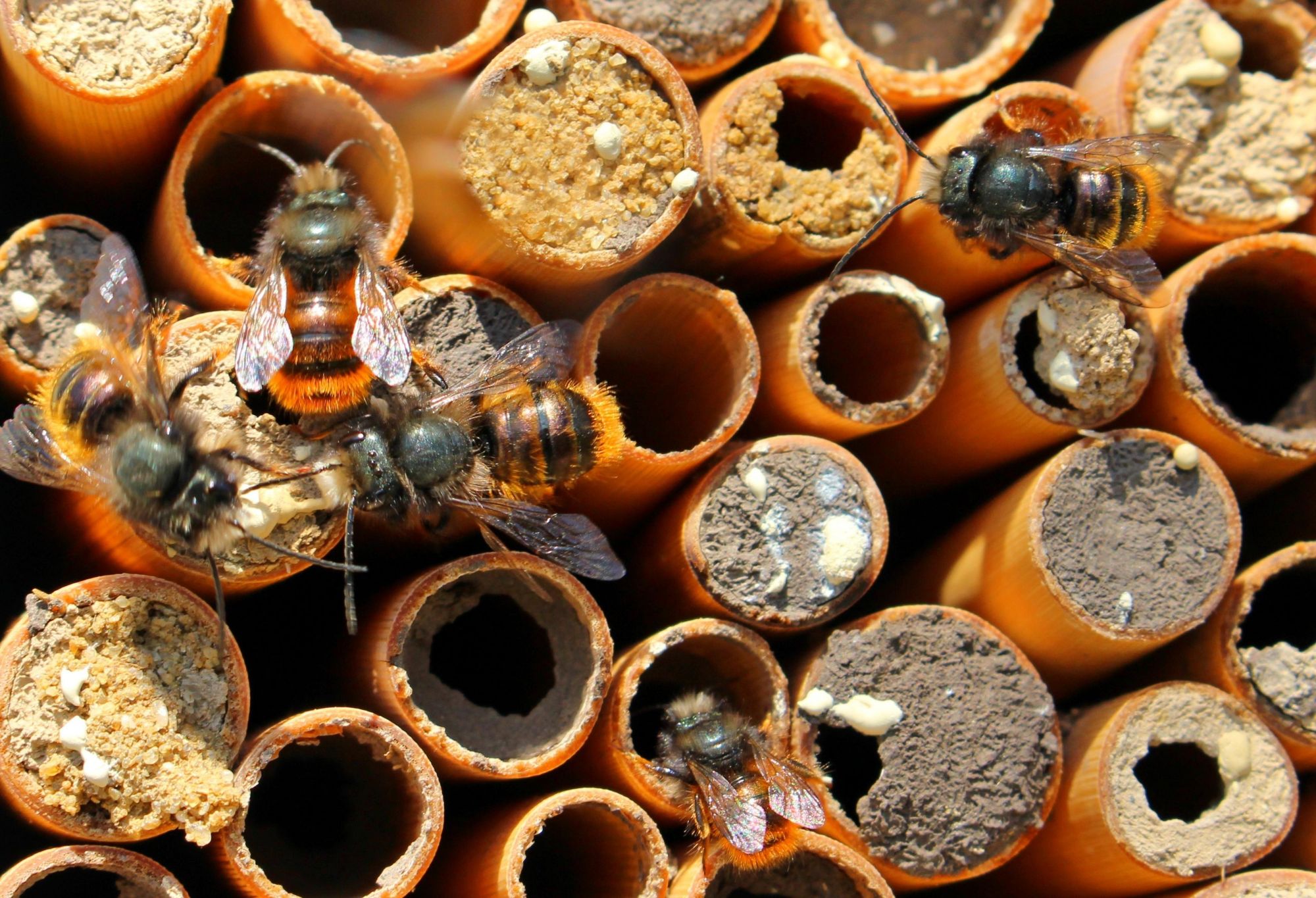 Harmless little Mason Bees burrowing into small holes for shelter.