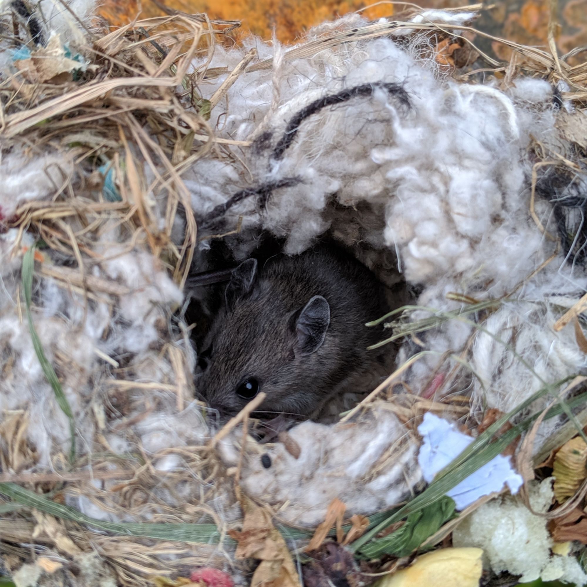 Mouse pup peeking out of the nest.