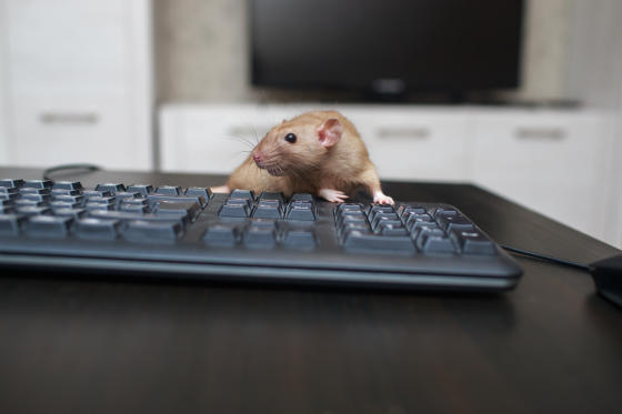 Mouse on Office Keyboard