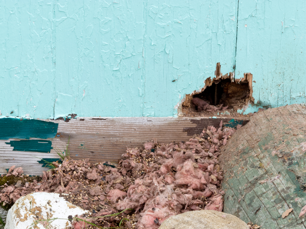 Rodent entry point on an exterior wall of a house.