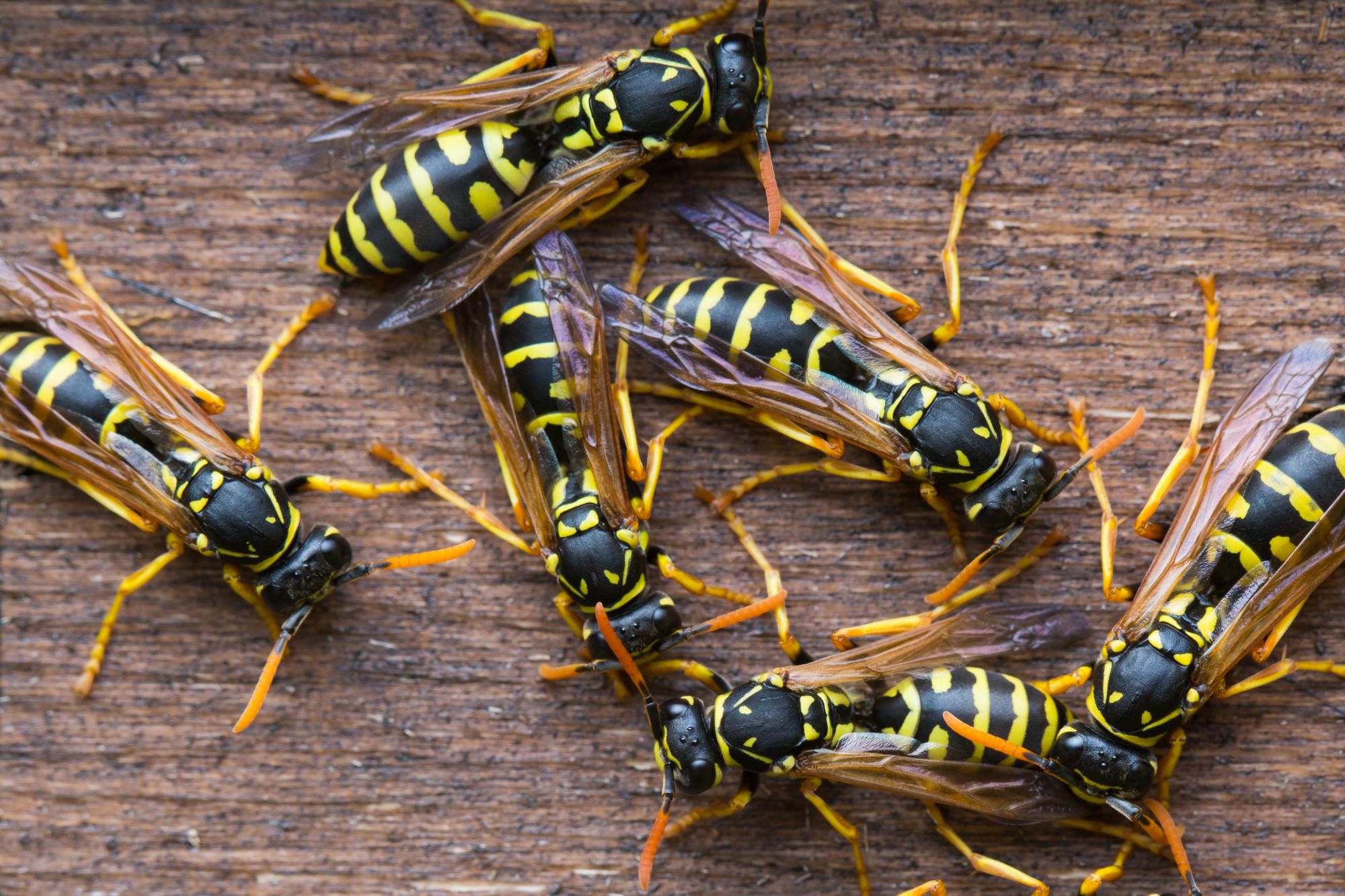 Wasps gather near their nest