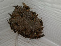 A wasp nest being built by wasps on a white ceiling has a honeycomb appearance with a dozen wasps clinging to the outside of the nest.