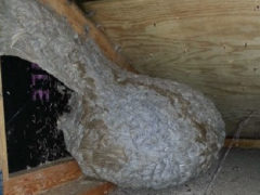 Yellow jacket nest in garage attic