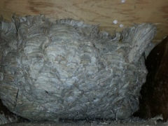 Yellow jacket nest between floor and ceiling