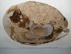 Ceiling with yellow jacket nest