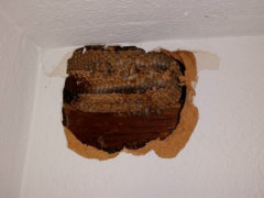 Yellow jacket nest in wall