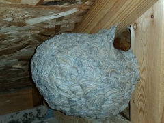 Yellow jacket nest in attic crawl space